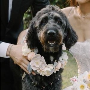 Floral wreath dog collar and white leash